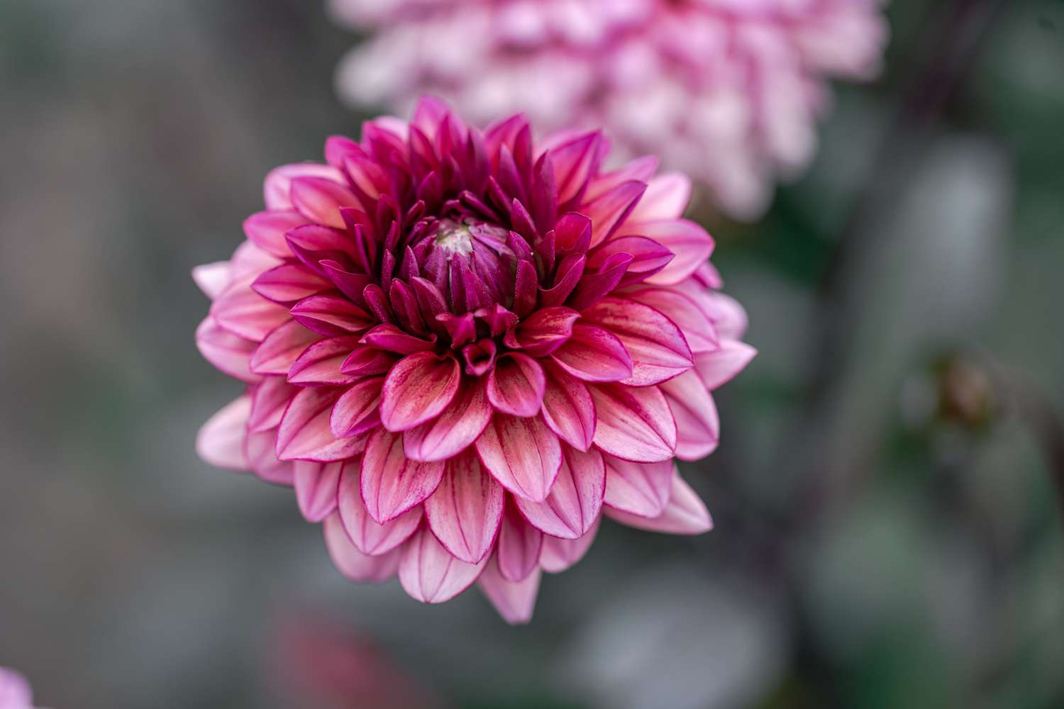 Dahlia 'Molly Raven'